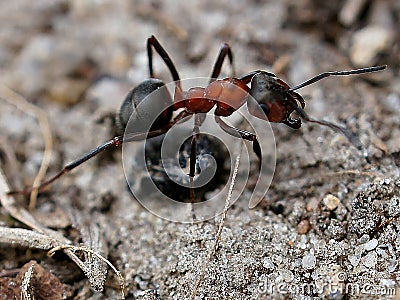 Ant collecting food in macro shot. The small industrious insects are very nimble Stock Photo