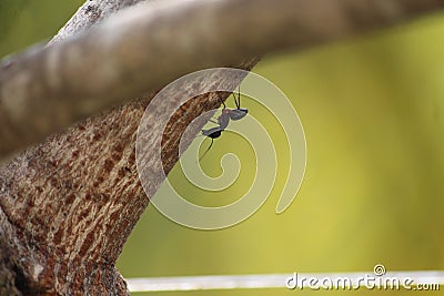An ant descending down the chico tree. Magnificent green background picture with tree close up texture Stock Photo