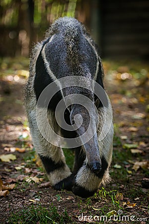 Ant-eater portrait in nature park Stock Photo