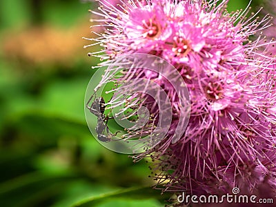 An ant on a flower of verbena paniculata. Stock Photo