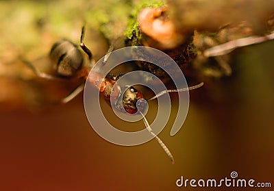 Ant - formica Stock Photo