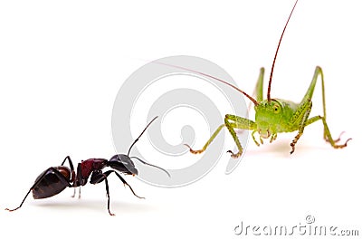 The Ant and the Grasshopper Stock Photo