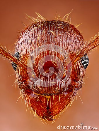 Extreme sharp ant head close up taken with special Stock Photo