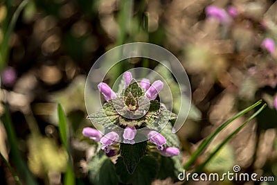 Ant on Heal-all flower Stock Photo