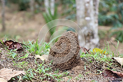 Ant hill or ant hive on garden. small ant hill on nature background Stock Photo