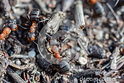 Ant hill red forest ants close-up. Red ants on forest floor Stock Photo