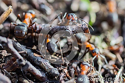 Ant hill red forest ants close-up. Red ants on forest floor Stock Photo