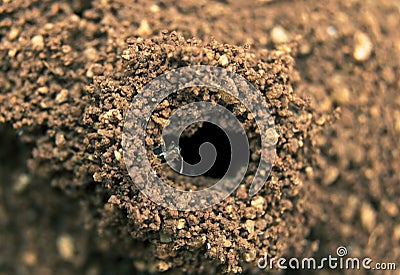 Ant Hole Stock Photo