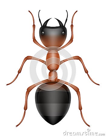 ant insects wildlife animals vector illustration Vector Illustration