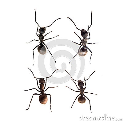 Ant isolated on white Stock Photo