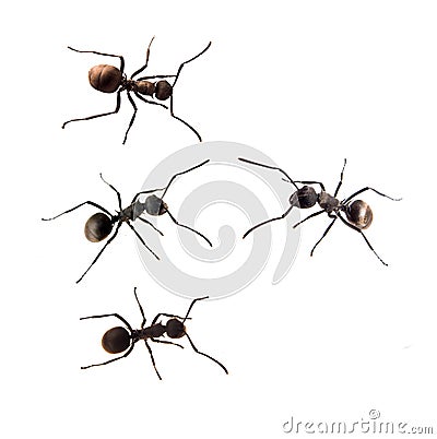 Ant isolated on white Stock Photo