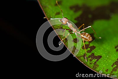 Red ants on green lotus leaves Stock Photo