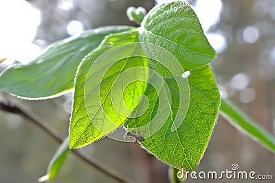 Ant on the leaves of a forest plant. Sunlight beautifully illuminates the structure of the leaf Stock Photo
