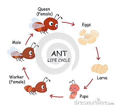 Ant life cycle poster for children. Step by step stages of insects growth. Eggs, pupa, larvae and adults. Cartoon ants Vector Illustration