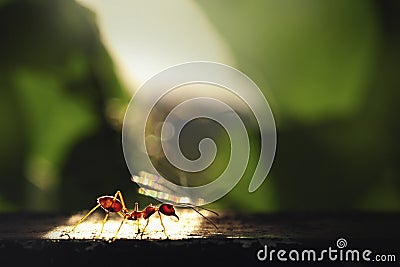 Ant with light and shadow Stock Photo