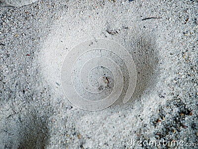 Ant lion hiden in dimple, insect trap in the sand Stock Photo