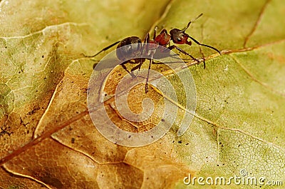 Worker ant on a leaf. Gradient background. Autumn background Stock Photo