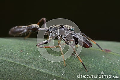 Ant-mimic jumping spider Stock Photo