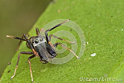 An Ant-mimic Jumping spider Stock Photo