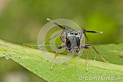 An Ant-mimic Jumping spider Stock Photo