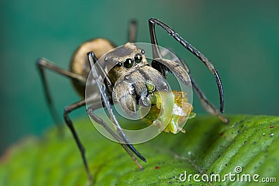 An ant-mimic Jumping spider with prey Stock Photo