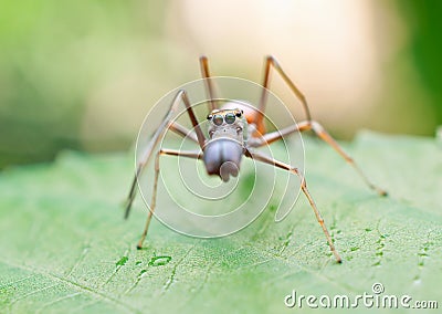 Ant mimicking spider Stock Photo