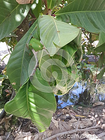 Ant nest on mango tree. Cartoon Illustration