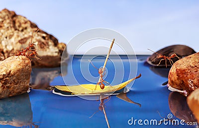 Ant paddle a boat crossing water Stock Photo