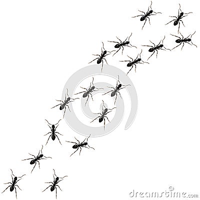 Ants path Cartoon Illustration