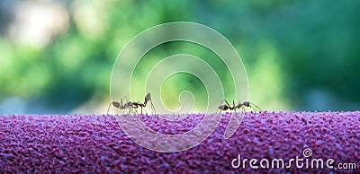 Ant red on Green background, Red imported fire ant,Action of fire ant Stock Photo