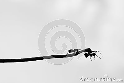 An ant rescues another ant from falling off a branch Stock Photo