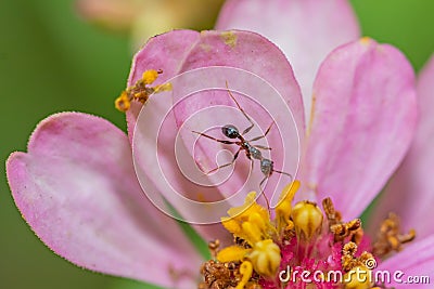 An ant retrieving pollen from a pink flower Stock Photo