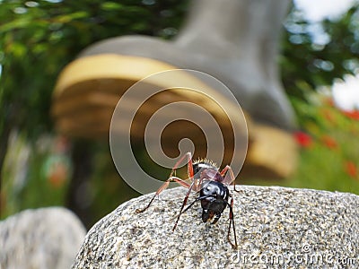 ant's life is danger Stock Photo