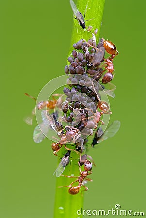 Ant's pasture with plant louse Stock Photo
