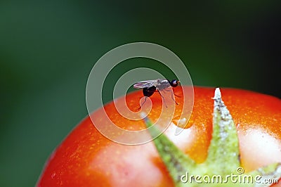 Ant on tomato Stock Photo