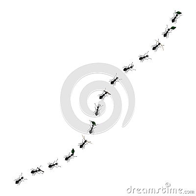 Ant trail carry leaves, pebbles and twigs isolated on a white background. A line of worker ants marching to anthill Vector Illustration