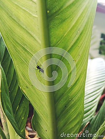 an ant was looking for a way down to find his friend? Stock Photo