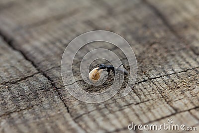 Ant on a wood rolling food Stock Photo