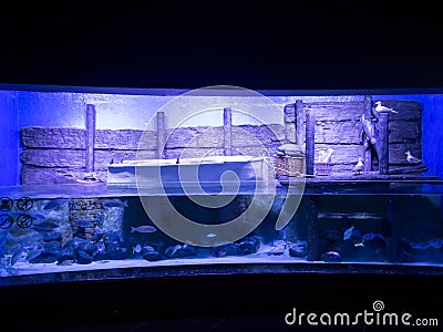 Antalya aquarium Editorial Stock Photo