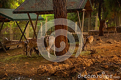 ANTALYA, TURKEY: Deer at the zoo in Antalya. Stock Photo