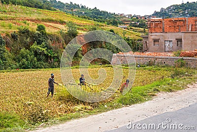 Antananarivo, Madagascar - April 24, 2019: Three unknown Malagasy people working on wet rice field, half built house near them, Editorial Stock Photo