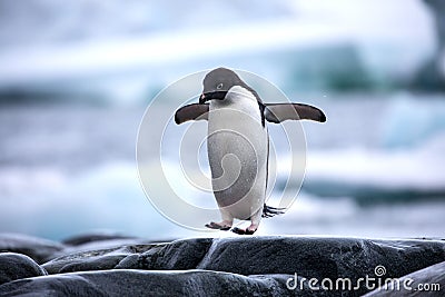 An antarctic Adelie penguin jumping between the rocks Stock Photo