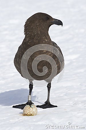 Antarctic or brown skua standing near Adelie penguin eggs stolen Stock Photo