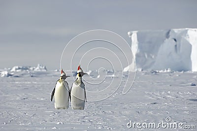 Antarctic Christmas Stock Photo