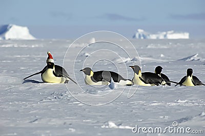 Antarctic Christmas procession Stock Photo