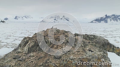 Antarctic coast gentoo penguin group aerial view Stock Photo