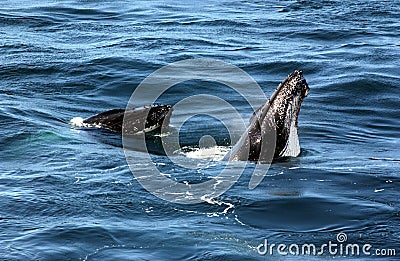 Antarctic continent Stock Photo