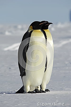 Antarctic couple Stock Photo