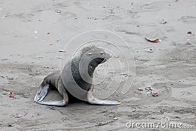 Antarctic fur seal, arctocephalus gazella, Antarctica Stock Photo