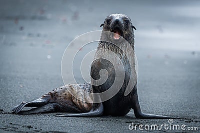 Antarctic fur seal sitting staring at camera Stock Photo